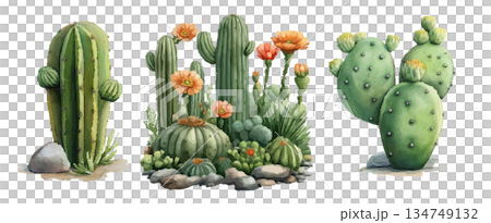 cactus plant isolated on white background 134749132