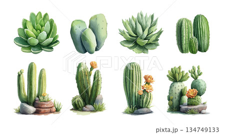 set of succulents and succulents 134749133
