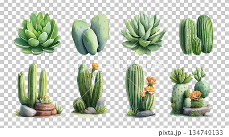 set of succulents and succulents 134749133