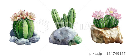 watercolor sketch of a cactus in a watercolor style isolated on white background 134749135
