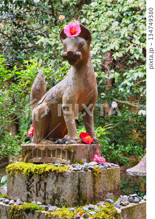 京都　大豊神社　 狛狐と美しい椿（京都府京都市左京区） 134749380