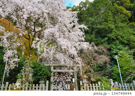 京都　大豊神社　 美しい桜（京都府京都市左京区） 134749444