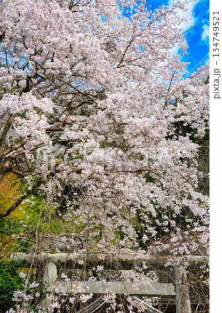 京都 大豊神社 美しい桜(京都府京都市左京区) 京都 大豊神社 美しい桜(京都府京都市左京区) 134749521