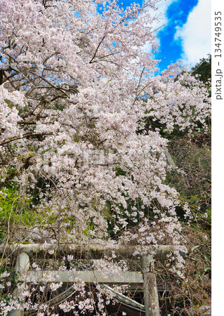 京都 大豊神社 美しい桜(京都府京都市左京区) 京都 大豊神社 美しい桜(京都府京都市左京区) 134749535