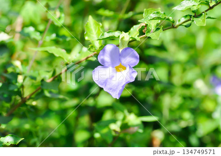 Thunbergia laurifolia,Thumbergia laurifolia   Lindl or  Acanthaceae or purple flower 134749571