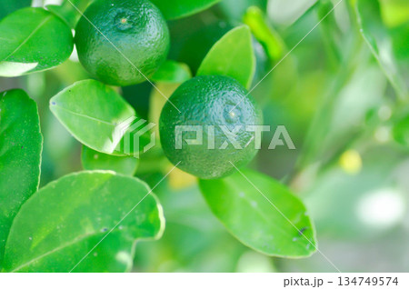 Citrus japonica Thunb or Kumquat , Kumquat plant or Cumquats or Citrus Japonica Thunb or RUTACEAE or orange plant with seed Citrus japonica Thunb or Kumquat , Kumquat plant or Cumquats or Citrus Japonica Thunb or RUTACEAE or orange plant with seed 134749574