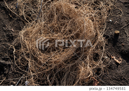Dried Vines Tangled on Dark Soil, Showcasing Textural Complexity and Natural Decomposition for Ecological Study Dried Vines Tangled on Dark Soil, Showcasing Textural Complexity and Natural Decomposition for Ecological Study 134749581