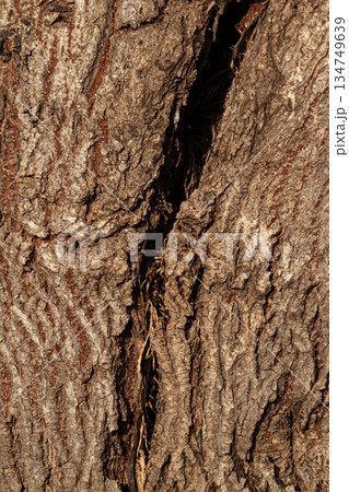 Close-up of cracked tree bark with deep fissure showing rough texture and organic patterns for natural background Close-up of cracked tree bark with deep fissure showing rough texture and organic patterns for natural background 134749639