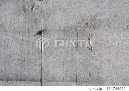 Distressed Gray Wood Texture Background with Nail and Crack for Grunge Effect Distressed Gray Wood Texture Background with Nail and Crack for Grunge Effect 134749652