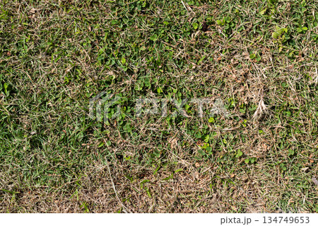 Patchy lawn with mixed green and dry grass shows seasonal transition and need for lawn care or renovation 134749653