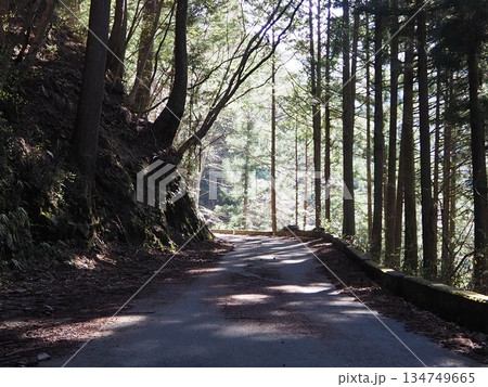 川苔山の山道 134749665