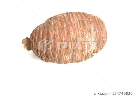 白い背景にヒマラヤスギの種子 白い背景にヒマラヤスギの種子 134749820