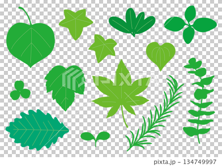 Simple green leaf set Simple green leaf set 134749997