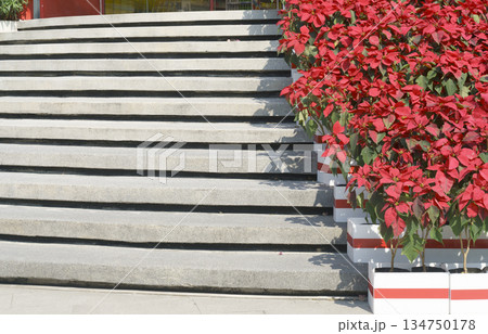 Wide outdoor concrete stairs decorated with vibrant red poinsettia plants in white and red striped pots. Bright daylight casting soft shadows on the stone steps. Festive Christmas urban decoration. Wide outdoor concrete stairs decorated with vibrant red poinsettia plants in white and red striped pots. Bright daylight casting soft shadows on the stone steps. Festive Christmas urban decoration. 134750178