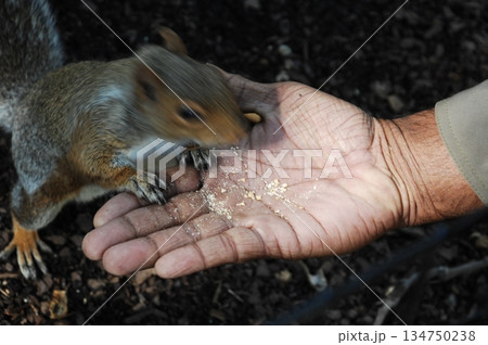 Squirrel in a Garden Squirrel in a Garden 134750238