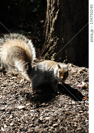 Squirrel in a Garden Squirrel in a Garden 134750240