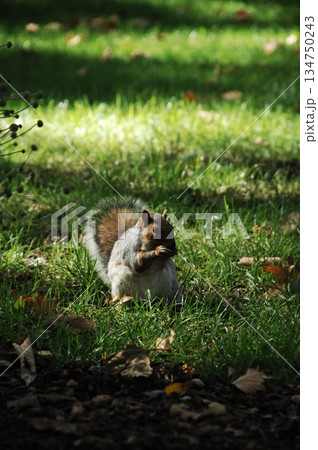 Squirrel in a Garden 134750243