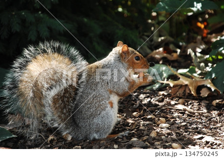Squirrel in a Garden 134750245