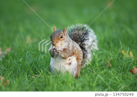 Squirrel in a Garden 134750249