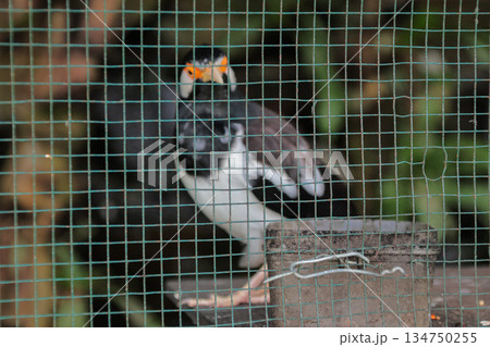 Pied Myna Bird Perched in Cage Looking Out with Captive Condition and Detailed Plumage, Avian Conservation Concept 134750255