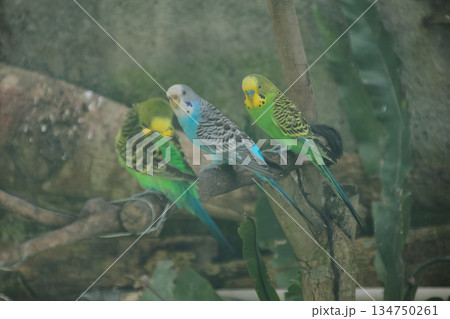 Three Budgerigars Perched on Branch, Exhibiting Vibrant Plumage and Markings, Ideal for Avian Studies and Exotic Pet Concepts Three Budgerigars Perched on Branch, Exhibiting Vibrant Plumage and Markings, Ideal for Avian Studies and Exotic Pet Concepts 134750261