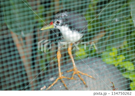 White-breasted Waterhen Standing Behind a Net Showing Details of Its Plumage and Legs for Avian Conservation Awareness 134750262