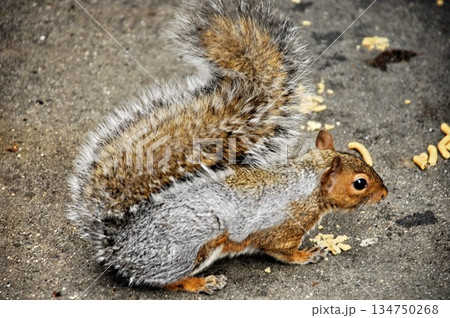 Squirrel in a Garden Squirrel in a Garden 134750268