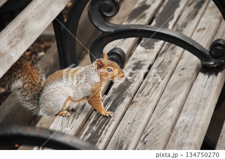Squirrel in a Garden 134750270