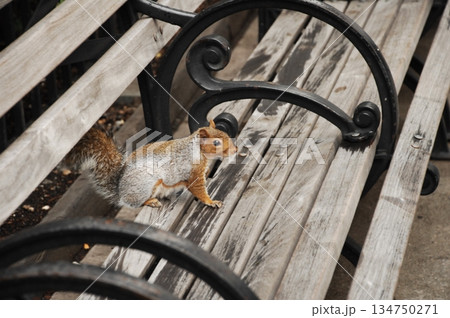 Squirrel in a Garden 134750271