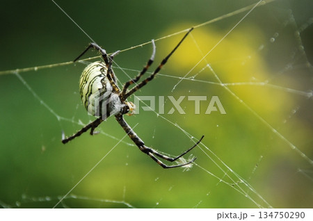 Macro Shot of a Detailed Spider 134750290