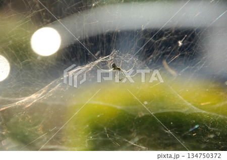 Macro Shot of a Detailed Spider 134750372