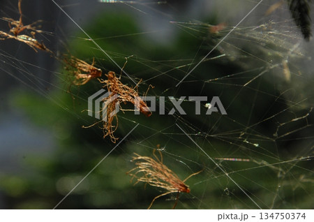 Macro Shot of a Detailed Spider 134750374