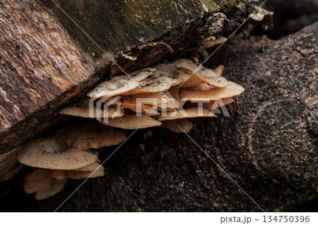 Bracket Fungi Growing on Tree Bark with Natural Light and Detailed Texture for Environmental Studies and Mycology Research 134750396