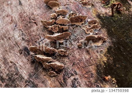 Bracket Fungi Growing on Tree Stump in Natural Light with Detailed Texture and Copy Space, Depicting Decomposition and Forest Ecosystem 134750398