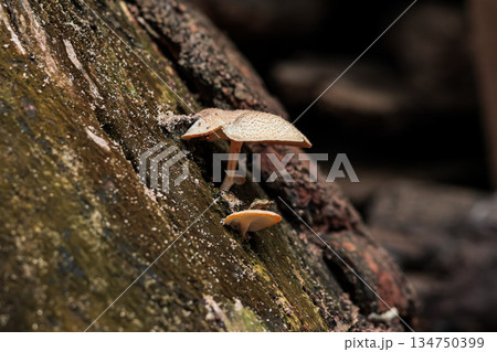 Tiny mushrooms growing on textured tree bark in natural light, showcasing forest ecosystem and decomposition process 134750399