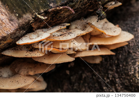 Cluster of Mushrooms Growing on Tree Bark with Natural Light and Dark Speckles for Fungi and Ecosystem Concepts 134750400