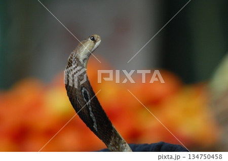 Cobra snake 134750458