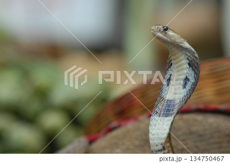 Cobra snake Cobra snake 134750467