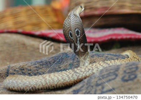 Cobra snake Cobra snake 134750470