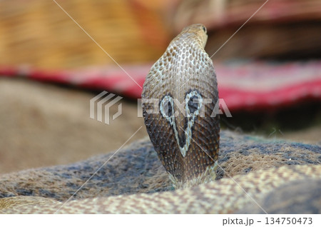 Cobra snake Cobra snake 134750473