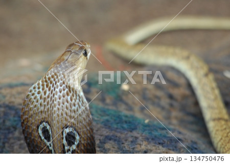 Cobra snake 134750476