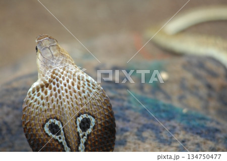 Cobra snake 134750477