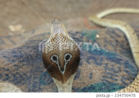 Cobra snake 134750478