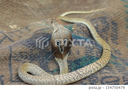 Cobra snake Cobra snake 134750479