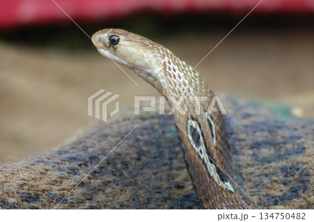 Cobra snake 134750482