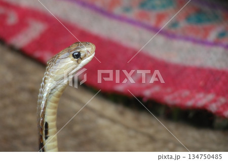 Cobra snake Cobra snake 134750485