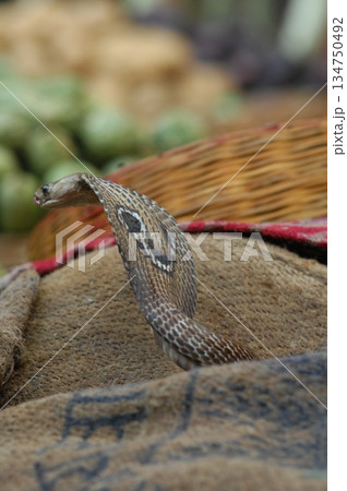 Cobra snake Cobra snake 134750492