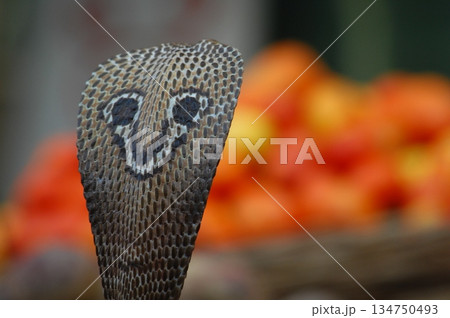 Cobra snake 134750493