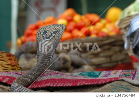 Cobra snake 134750494