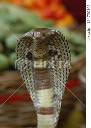 Cobra snake Cobra snake 134750503